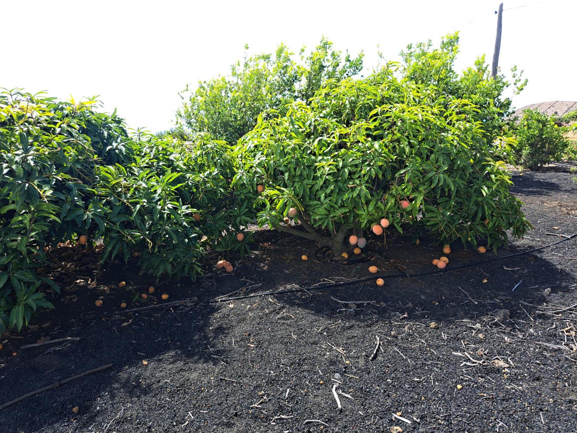 Las Casitas De Pao El Pinar (El Hierro) Quarto foto